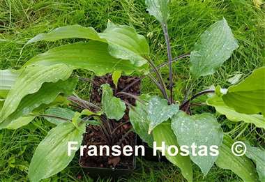 Hosta Chris' Black Ruffles